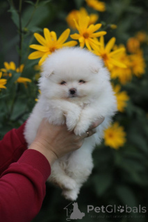Photo №3. Pomeranian Spitz, pedigree puppies for you today!. Belarus