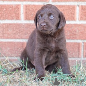Photo №2 to announcement № 175901 for the sale of labrador retriever - buy in Germany private announcement