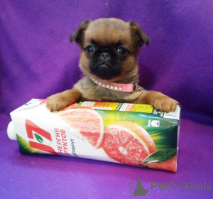 Photo №3. Mini girl Petit Brabançon. Russian Federation