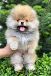 Photo №2 to announcement № 142648 for the sale of pomeranian - buy in Ukraine breeder