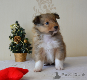 Photo №2 to announcement № 162354 for the sale of shetland sheepdog - buy in Latvia breeder