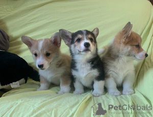 Photo №1. welsh corgi - for sale in the city of Berlin | 141$ | Announcement № 129387