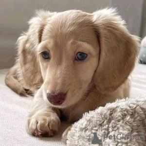 Photo №2 to announcement № 131271 for the sale of dachshund - buy in Norway private announcement