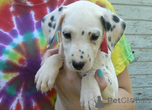 Photo №3. Beautiful registered Dalmatian puppies. Czech Republic