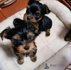 Photo №1. beaver yorkshire terrier - for sale in the city of Kuwait City | negotiated | Announcement № 135102