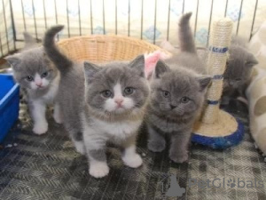 Photo №1. british shorthair - for sale in the city of Couvin | Is free | Announcement № 127721