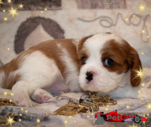Photo №4. I will sell cavalier king charles spaniel in the city of Minsk. breeder - price - negotiated