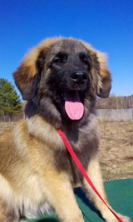 Photo №1. leonberger - for sale in the city of Москва | 399$ | Announcement № 1998