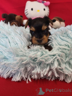 Photo №2 to announcement № 138934 for the sale of beaver yorkshire terrier - buy in Belgium private announcement, breeder