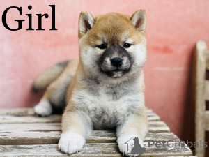 Photo №1. shiba inu - for sale in the city of Budapest | negotiated | Announcement № 50606