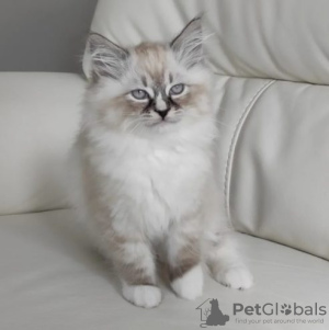 Photo №1. ragdoll - for sale in the city of Berlin | Is free | Announcement № 126801