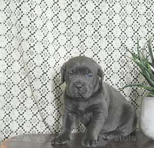 Photo №3. Built like a legend, born to lead.. Finland