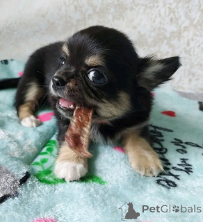 Photo №3. Chihuahua puppies zur Adoption. United States