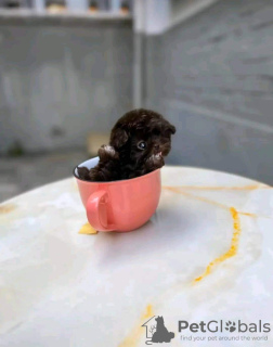 Photo №2 to announcement № 131052 for the sale of yorkshire terrier - buy in United States 