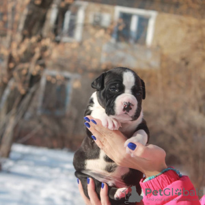 Photo №4. I will sell american staffordshire terrier in the city of Volgograd. from nursery - price - 672$