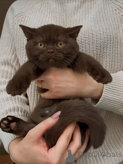 Photo №2 to announcement № 164901 for the sale of british shorthair - buy in Germany private announcement, breeder