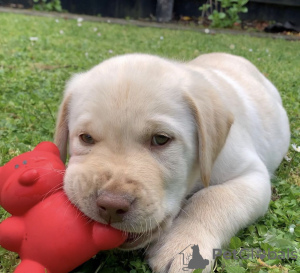 Photo №2 to announcement № 19783 for the sale of labrador retriever - buy in United States breeder