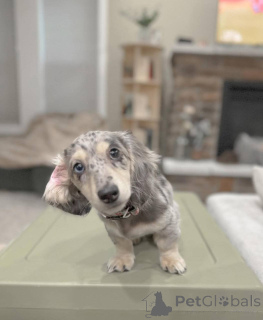 Photo №2 to announcement № 177500 for the sale of dachshund - buy in United States from the shelter