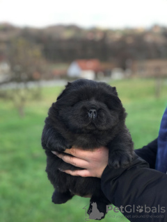Photo №3. Chow Chow male puppies for sale!. Serbia