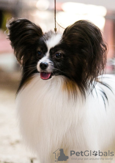 Photo №1. papillon dog - for sale in the city of Гродна | 1585$ | Announcement № 37392