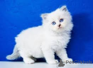 Photo №2 to announcement № 166779 for the sale of ragdoll - buy in France private announcement, breeder