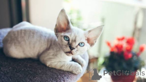 Photo №3. Fully Vaccinated Stunning Cornish Rex Kittens. Hungary