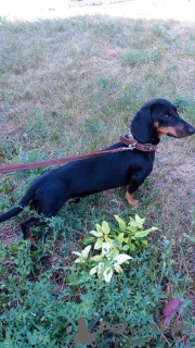 Photo №1. dachshund - for sale in the city of Маркт-Бибарт | 1065$ | Announcement № 15467