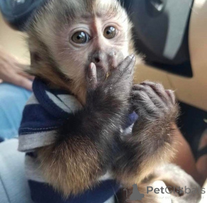 Photo №4. I will sell  in the city of Colle Vail.  - price - negotiated