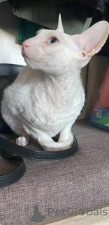 Photo №1. cornish rex - for sale in the city of Feldkirchen in Kärnten | negotiated | Announcement № 173215