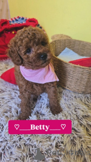 Photo №4. I will sell poodle (toy) in the city of Zrenjanin. breeder - price - negotiated