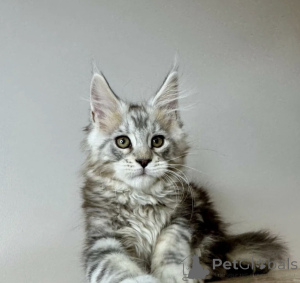Photo №1. maine coon - for sale in the city of Baden Baden | 1022$ | Announcement № 163722