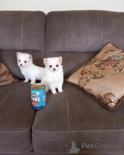 Photo №2 to announcement № 166895 for the sale of chihuahua - buy in Poland 