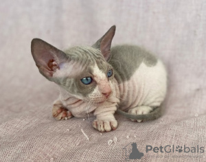 Photo №1. sphynx-katze - for sale in the city of St. Petersburg | 195$ | Announcement № 50436