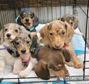 Photo №1. dachshund - for sale in the city of Brussels | 723$ | Announcement № 166575