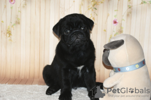 Photo №1. pug - for sale in the city of Krasnogorsk | negotiated | Announcement № 12054