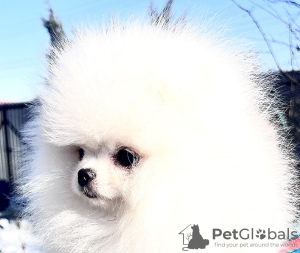 Additional photos: White Pomeranian puppies