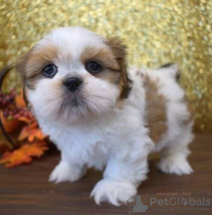 Photo №2 to announcement № 111503 for the sale of shih tzu - buy in Russian Federation 