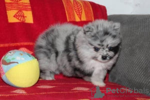 Photo №1. pomeranian - for sale in the city of Deutschlandsberg | negotiated | Announcement № 127427