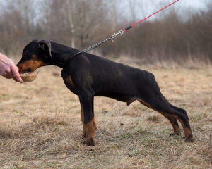 Photo №4. I will sell dobermann in the city of Minsk. from nursery - price - 568$