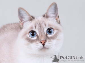 Photo №3. Tender blue-eyed cat Cindy.. Russian Federation