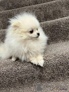 Photo №1. pomeranian - for sale in the city of Laredo | Is free | Announcement № 40113
