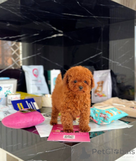 Photo №3.  Meet Copper The Sweetest 11-Week-Old Red Poodle Boy!. United Kingdom
