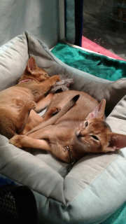 Additional photos: Kennel Santa Catarina * BY the experience of 13 years offers Abyssinian kittens