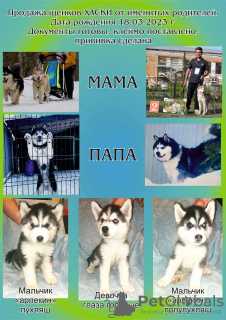 Photo №1. siberian husky - for sale in the city of Иваново | negotiated | Announcement № 47053