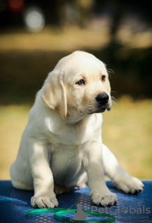 Photo №1. labrador retriever - for sale in the city of Vitebsk | 900$ | Announcement № 25150