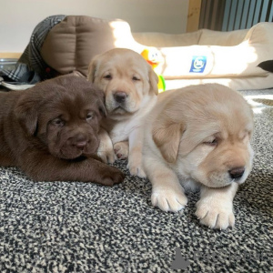 Photo №1. labrador retriever - for sale in the city of Luxembourg | negotiated | Announcement № 168241