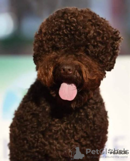 Additional photos: Lagotto Romagnolo, reservation puppies