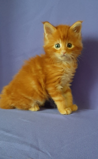 Photo №4. I will sell maine coon in the city of Omsk. from nursery - price - 544$