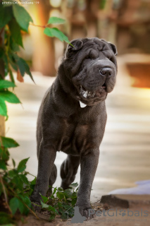 Photo №1. Mating service - breed: shar pei. Price - negotiated
