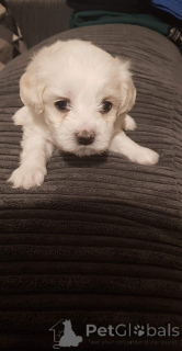 Photo №4. I will sell bichon frise in the city of JáCHYMOV. private announcement, breeder - price - 671$